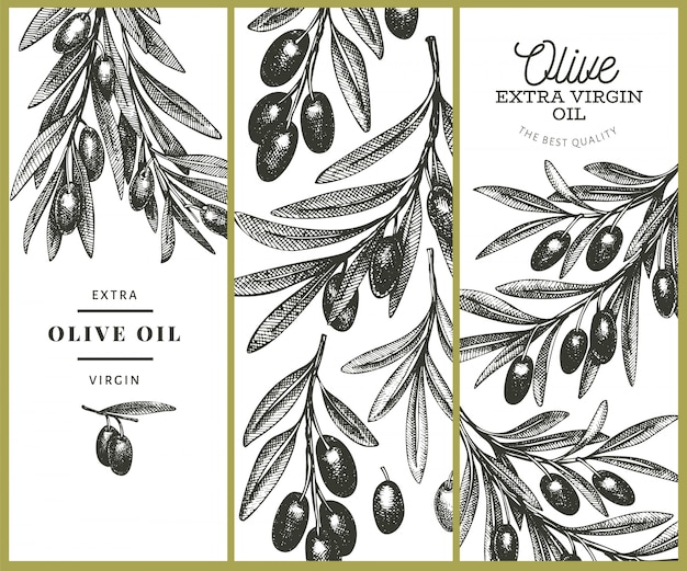 Olive branch sjabloon. hand getekend voedsel illustratie. gegraveerde stijl mediterrane plant. retro botanisch beeld.