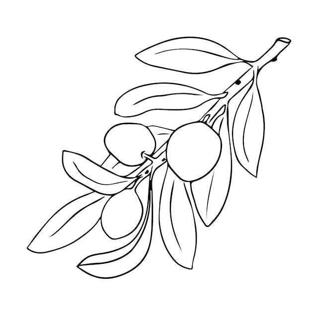 Olive branch sketch, fruits with leaves. Black outline on white background