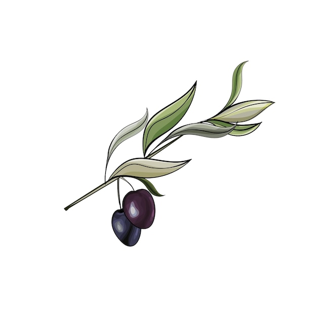 Olive branch with black olive hand drawn