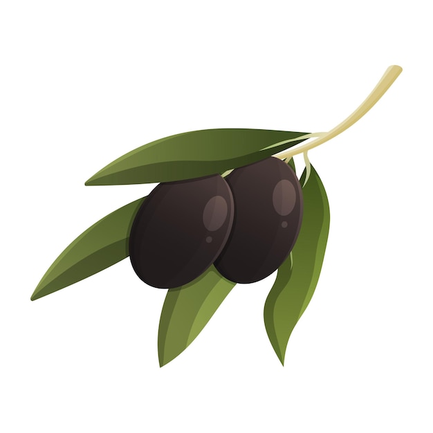 Olive branch with black olives and leaves. Vector illustration