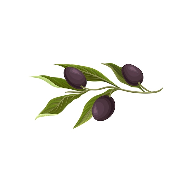 Olive branch with black olives vector Illustration on a white background