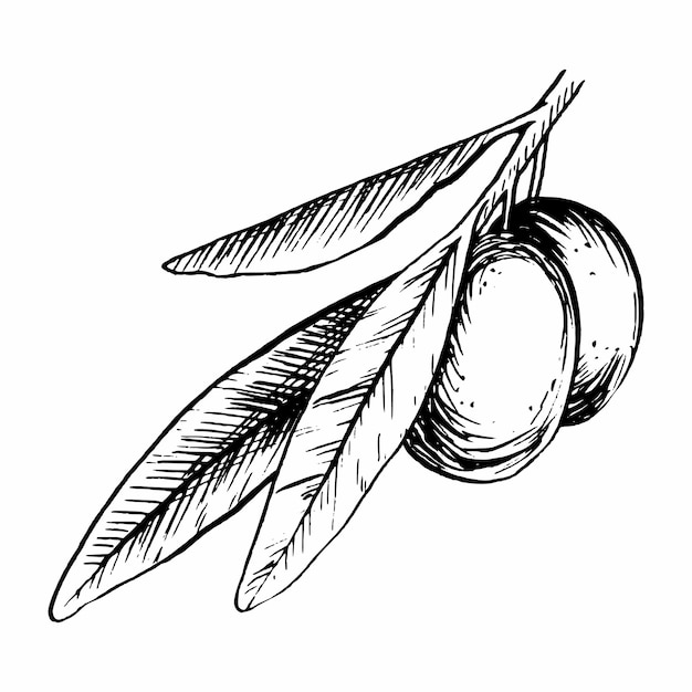 Olive branch with leaves and fruits Vector illustration in sketch style Engraving