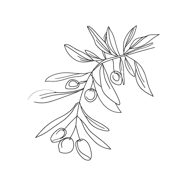 Premium Vector | Olive branch with olives simple line art drawing