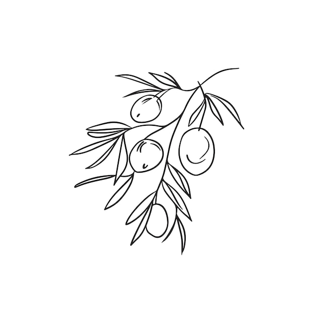 Olive branch with olives simple line art drawing