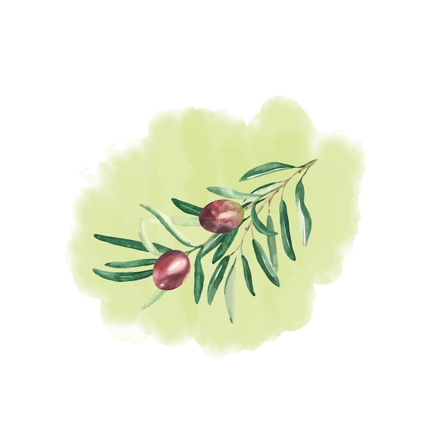 Оливковая ветвь с красными оливками, изолированная на зеленом аквареле.