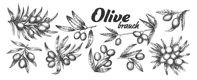 Olive Branch