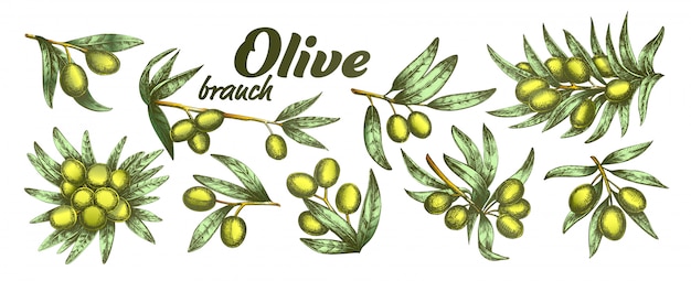 Olive branch