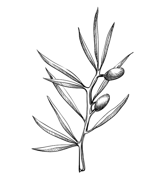 オリーブの枝、白で隔離の手描きの彫刻ベクトルイラスト。スケッチスタイルの葉と黒い果実。