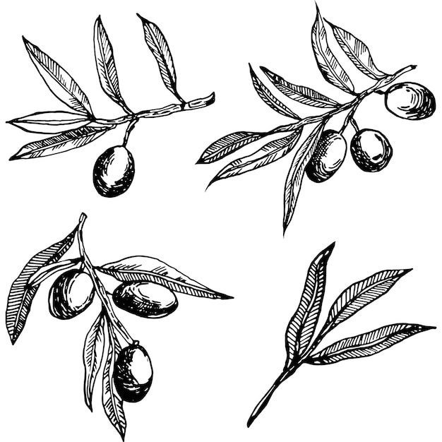 Olive branches graphics vector Isolated on a white background Olives handdrawn in ink vector