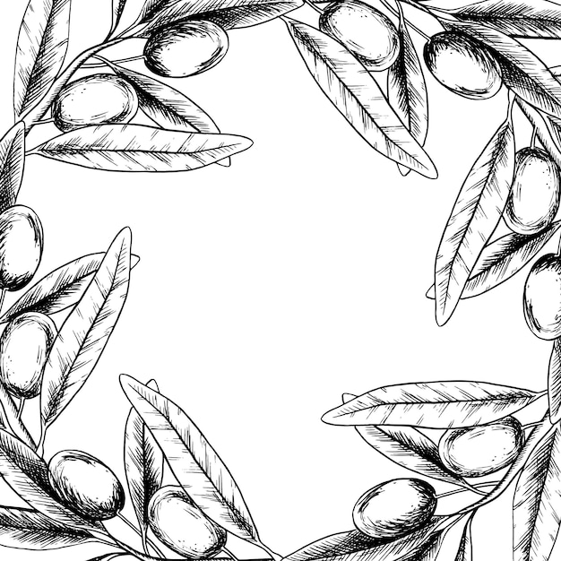 オリーブの枝の葉と果物の枝オリーブの木のフレーム スケッチ スタイルのベクトル図