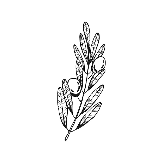 Vector olive branches olive fruits bunch and olive branches with leaves hand drawn illustration converted to vector