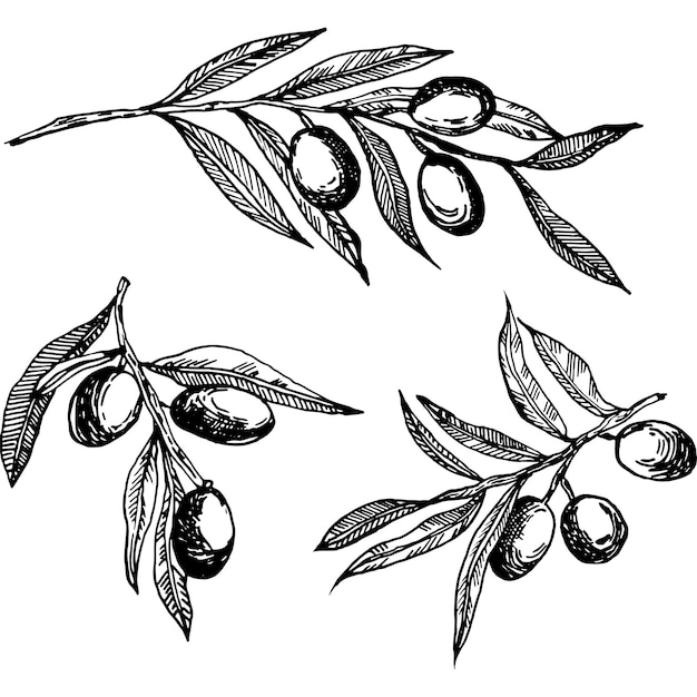 Vector olive branches set monochrome olive branches olive branches graphics vector isolated on a white