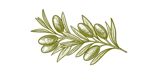 Olive branches vector illustrations of branches with fruits and leaves for creating logos patterns