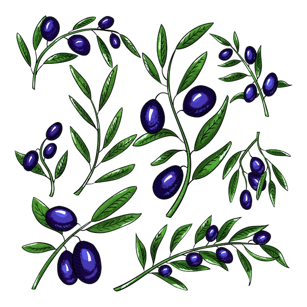 Olive branches with fruits set.