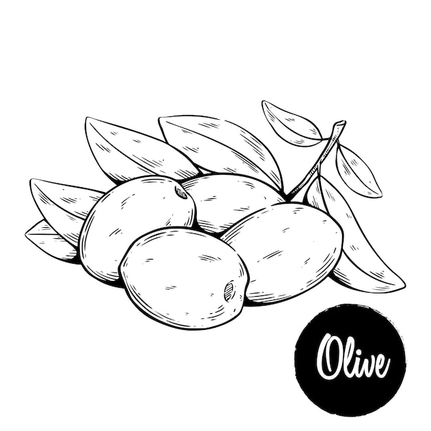 Vector olive branches with sketch style hand drawing olive leaves and fruit illustration