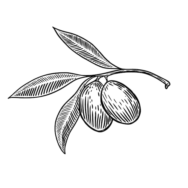 Olive brunch in engraving style  element for poster, card, banner.  illustration