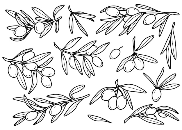 olive foliage minimalist, line art