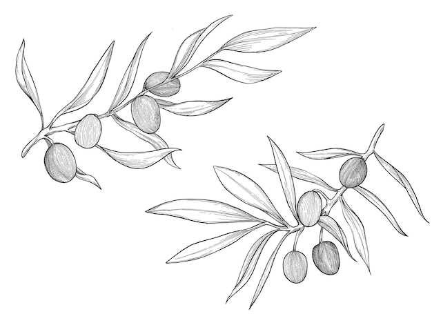 Olive fruit plant Illustration