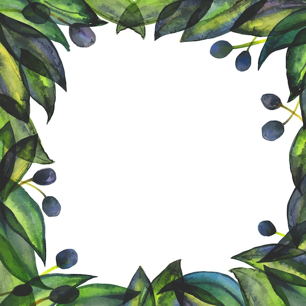 Olive garden, fresh olive fruits and leaves. Square frame for social networks and greeting card and menu. Traced hand drawn watercolor abstract art