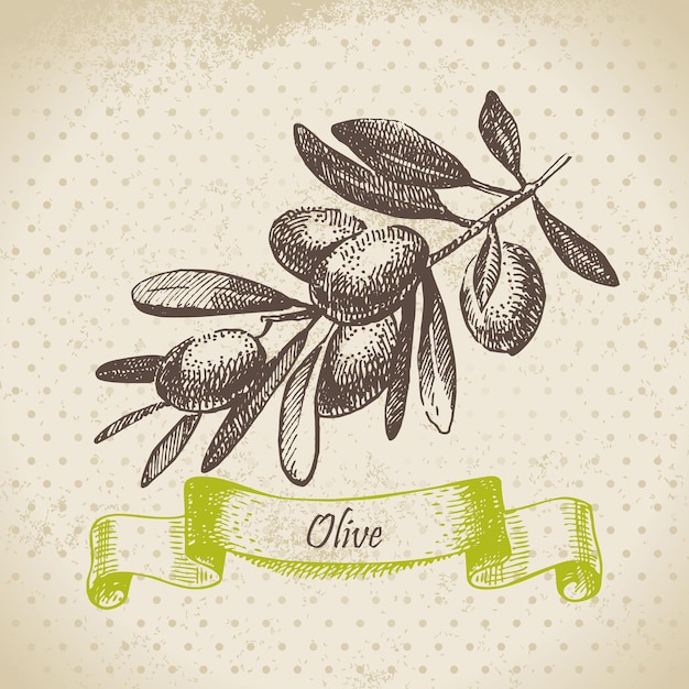 Olive. Hand drawn illustration