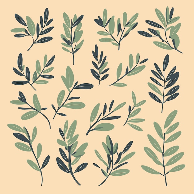 Olive leaves and branches vector illustration collection