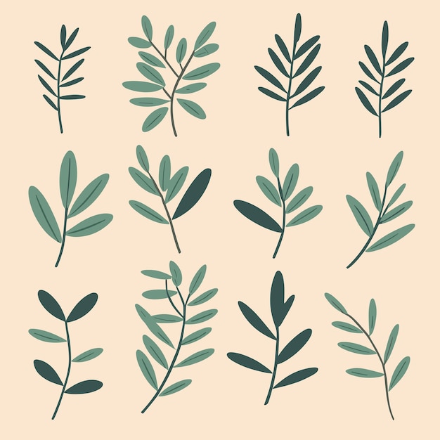 Olive leaves and branches vector illustration collection