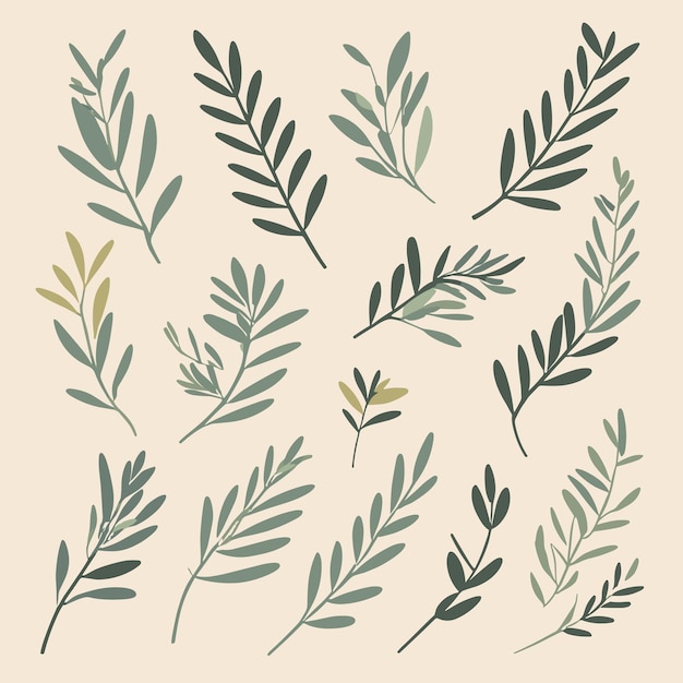 Vettore set di illustrazioni vettoriali di foglie e rami di ulivo