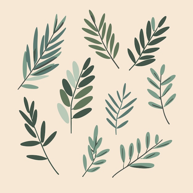 Olive leaves collection vector set