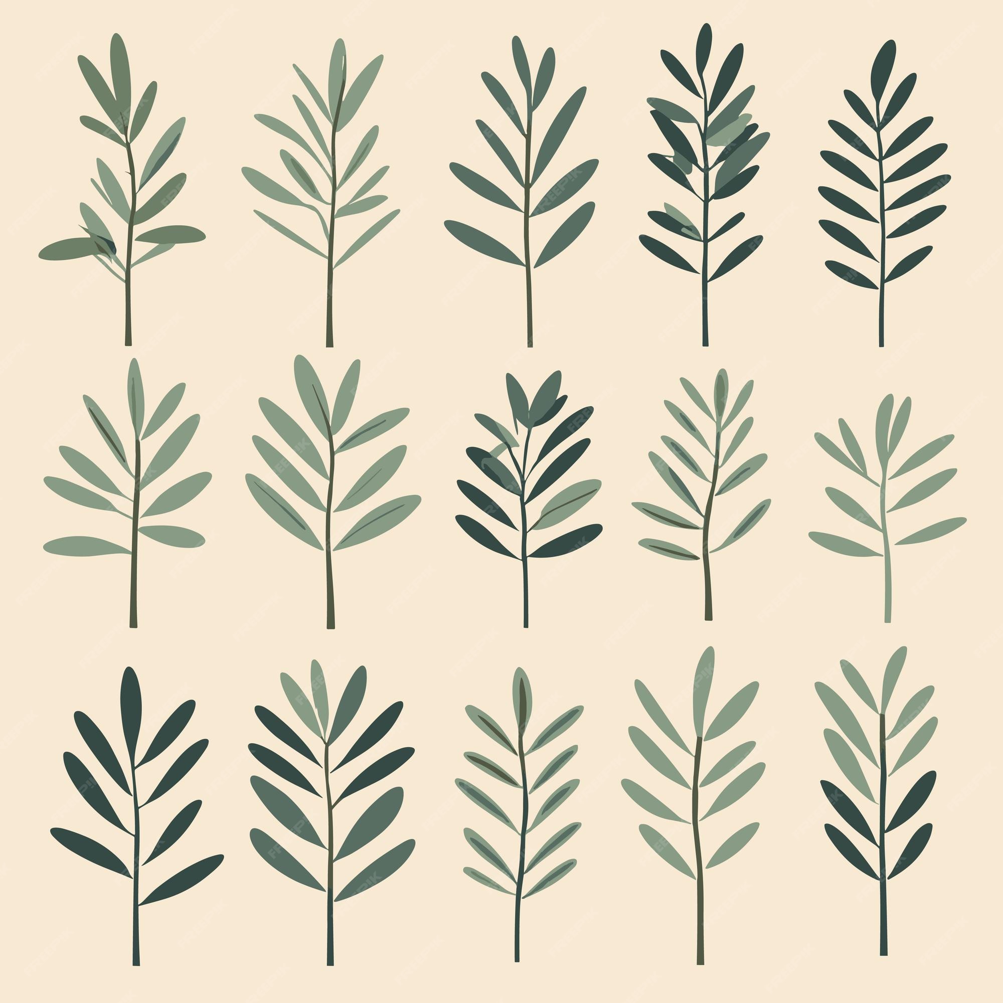 Premium Vector | Olive leaves collection vector set