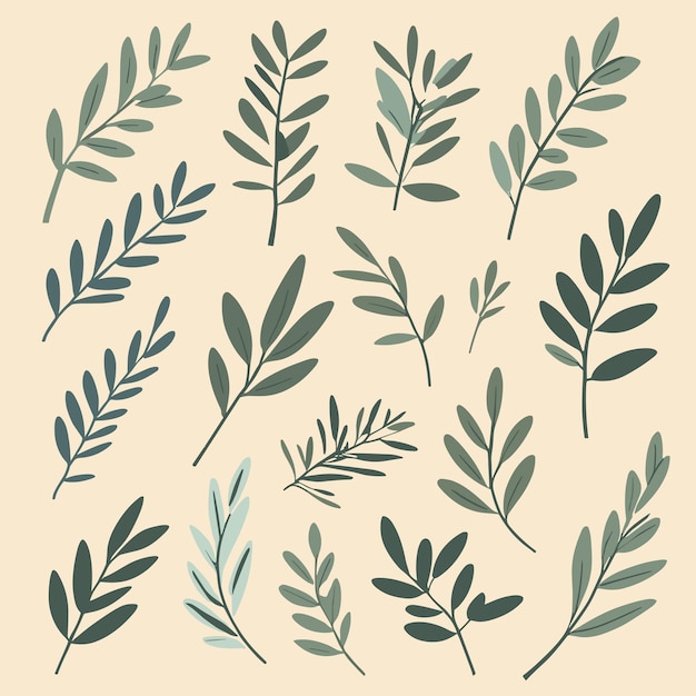 Olive leaves collection vector set