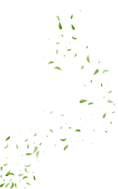 Vector olive leaves forest vector white background