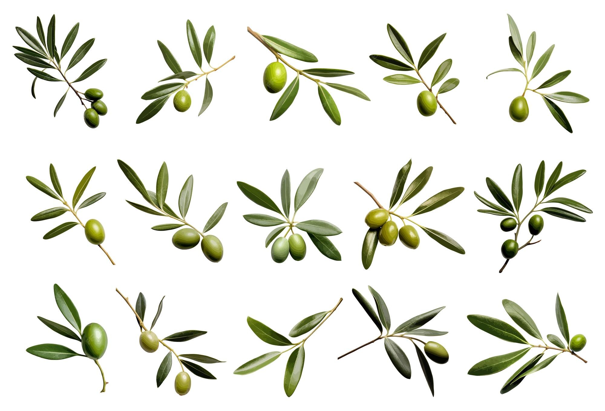 Premium Vector | Olive leaves vector set isolated on white background