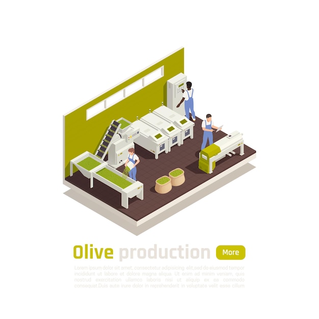 Composizione isometrica del processo di produzione dell'olio d'oliva con cernita automatizzata della frutta raccolta e banner degli operatori della linea di impasto
