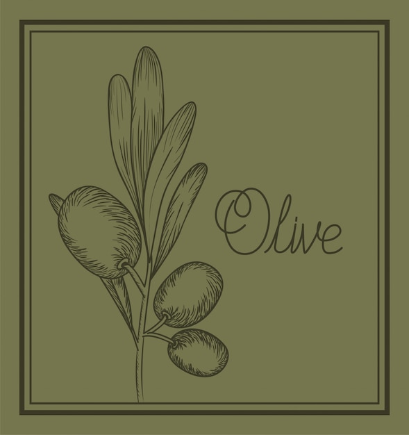 Olive plant drawn italian food