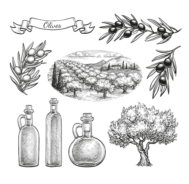 Set di olive illustrazione vettoriale disegnata a mano isolata su sfondo bianco stile retrò
