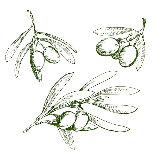 Olive sketch element collection. Olive branch is hand-drawn. Sketch of olive branch on white background