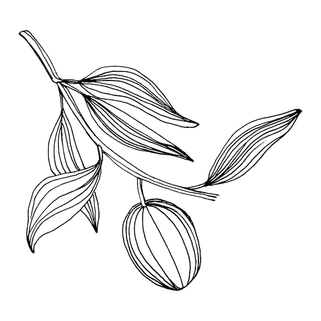 Olive sketch element Olive branches isolated