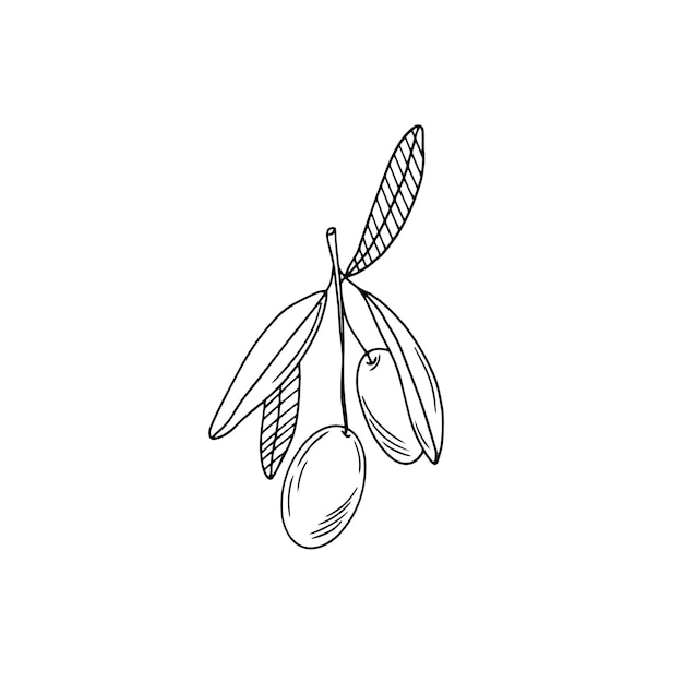 Olive sketch vector olive branches leaves olives vector hand drawn illustration