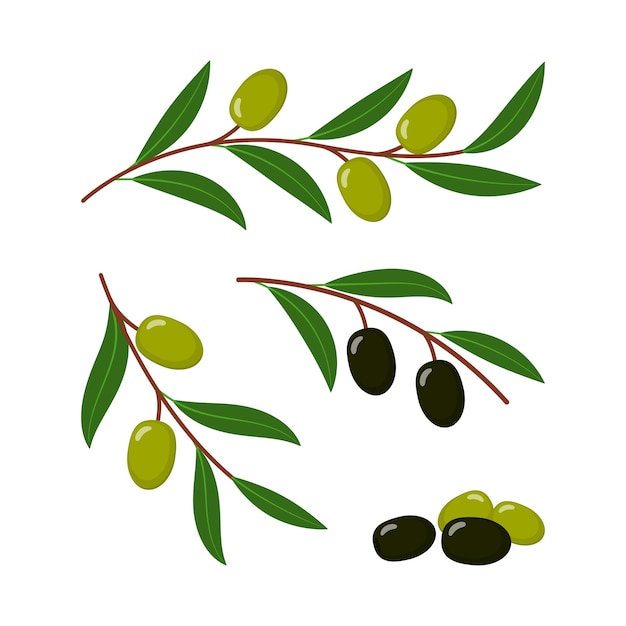 Olive sprigs set flat illustration