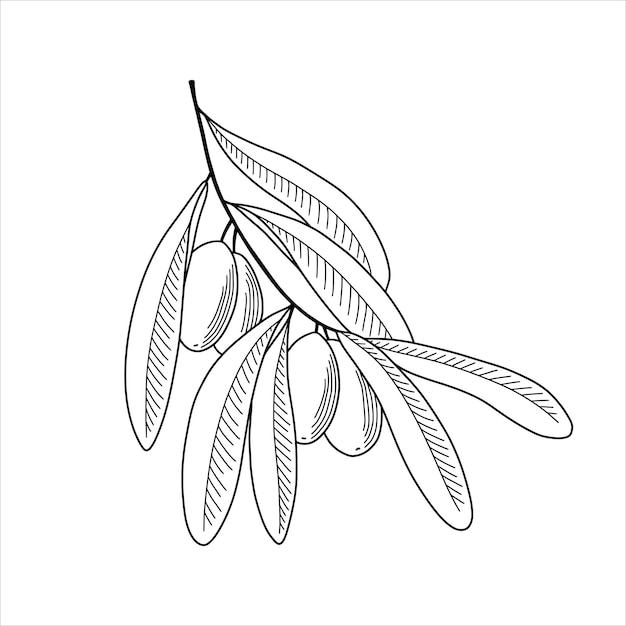 Olive tree branch in sketch style Vector illustration