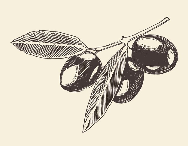 Olive tree branch, vintage illustration, engraved style