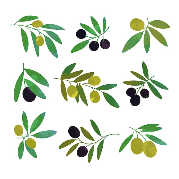 Vector olive tree branches set of colorful  illustrations