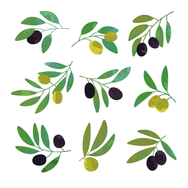 Olive tree branches set of colorful  illustrations