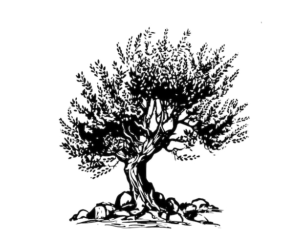 Olive Tree Drawing Vector Images over 3600