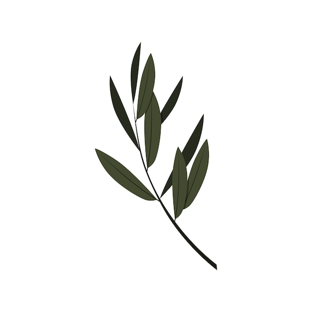 olive tree leaf vector