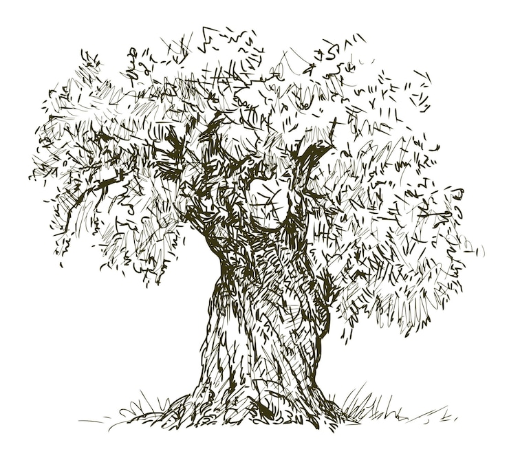 Vector olive tree single outdoors agriculture mediterranean sketch vector hand drawn illustration