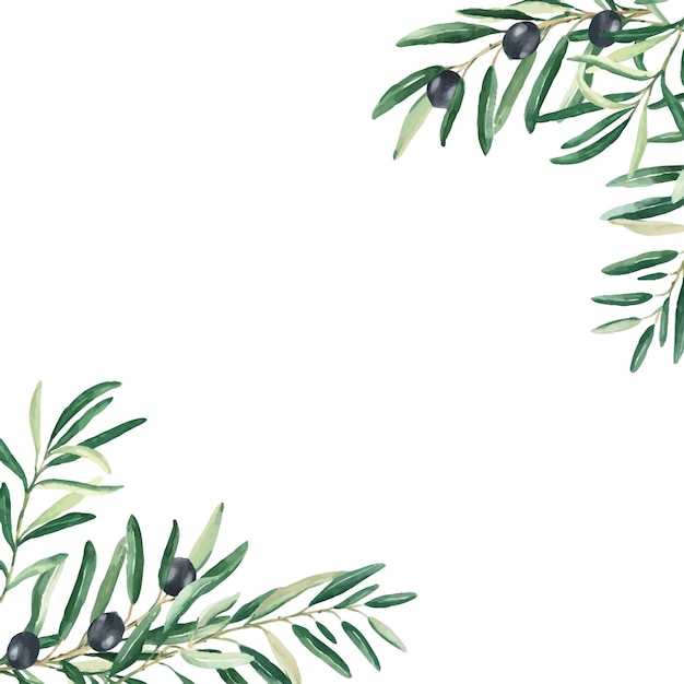 Premium Vector Olive tree square frame border black olives and Premium Vector Olive tree square frame border black olives and