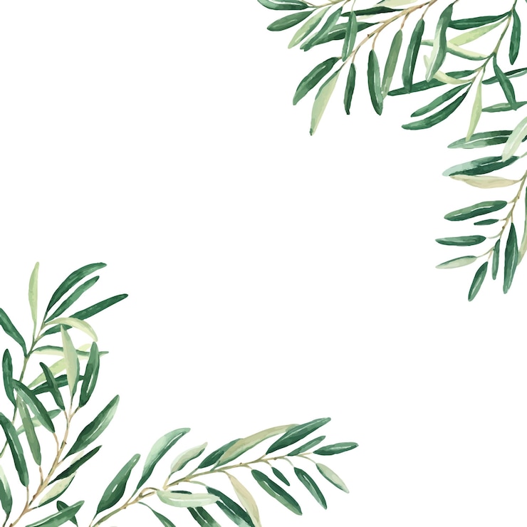 Vector オリーブの木の正方形のフレームの境界 オリーブの枝の角を手で描いた水彩の植物学的なイラスト