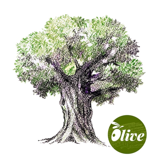 Векторная иллюстрация оливкового дерева ручной рисунок акварельными цветными карандашами на белом фоне