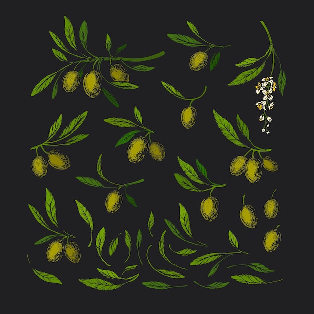 Оливковый винтажный набор. художественная иллюстрация. зеленая ветка, дикая листва, флора. урожай итальянской фермы